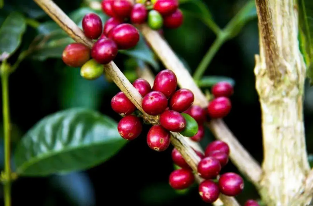 Trái Cà phê Robusta Việt Nam mọng nước Buôn Ma Thuột